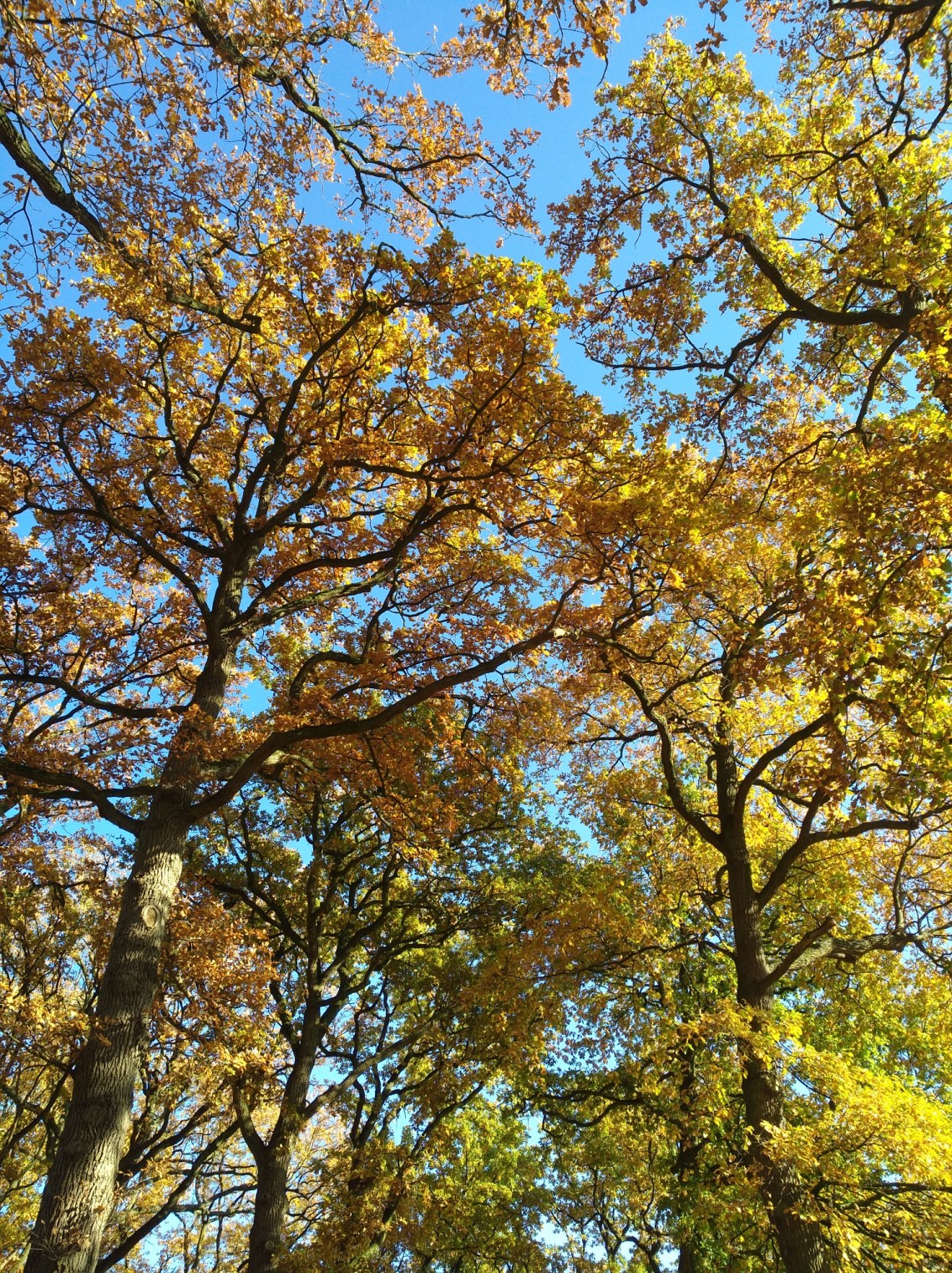 IMG_20181115_121525_resized_20181116_073436876