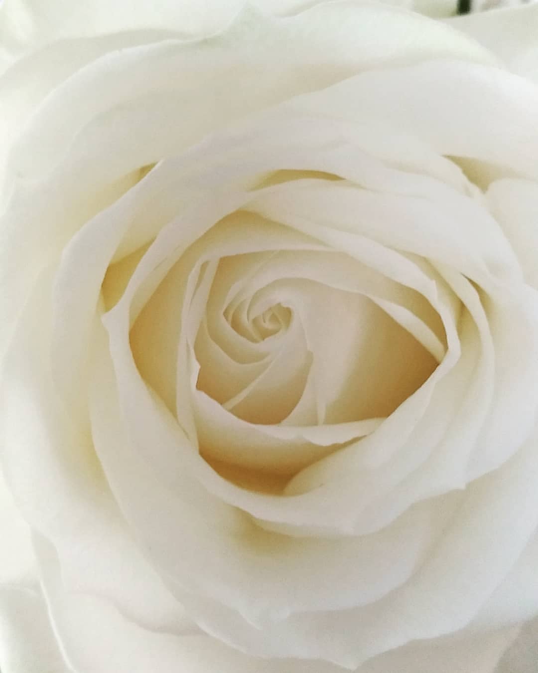 mrsdisaster8447550565